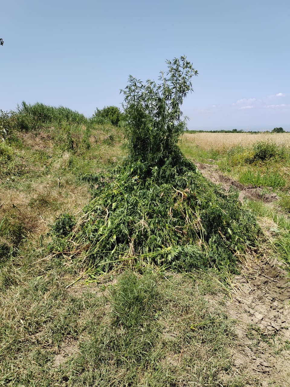 Qazaxda 7 tondan çox çətənə bitkisi məhv edildi - FOTOLAR